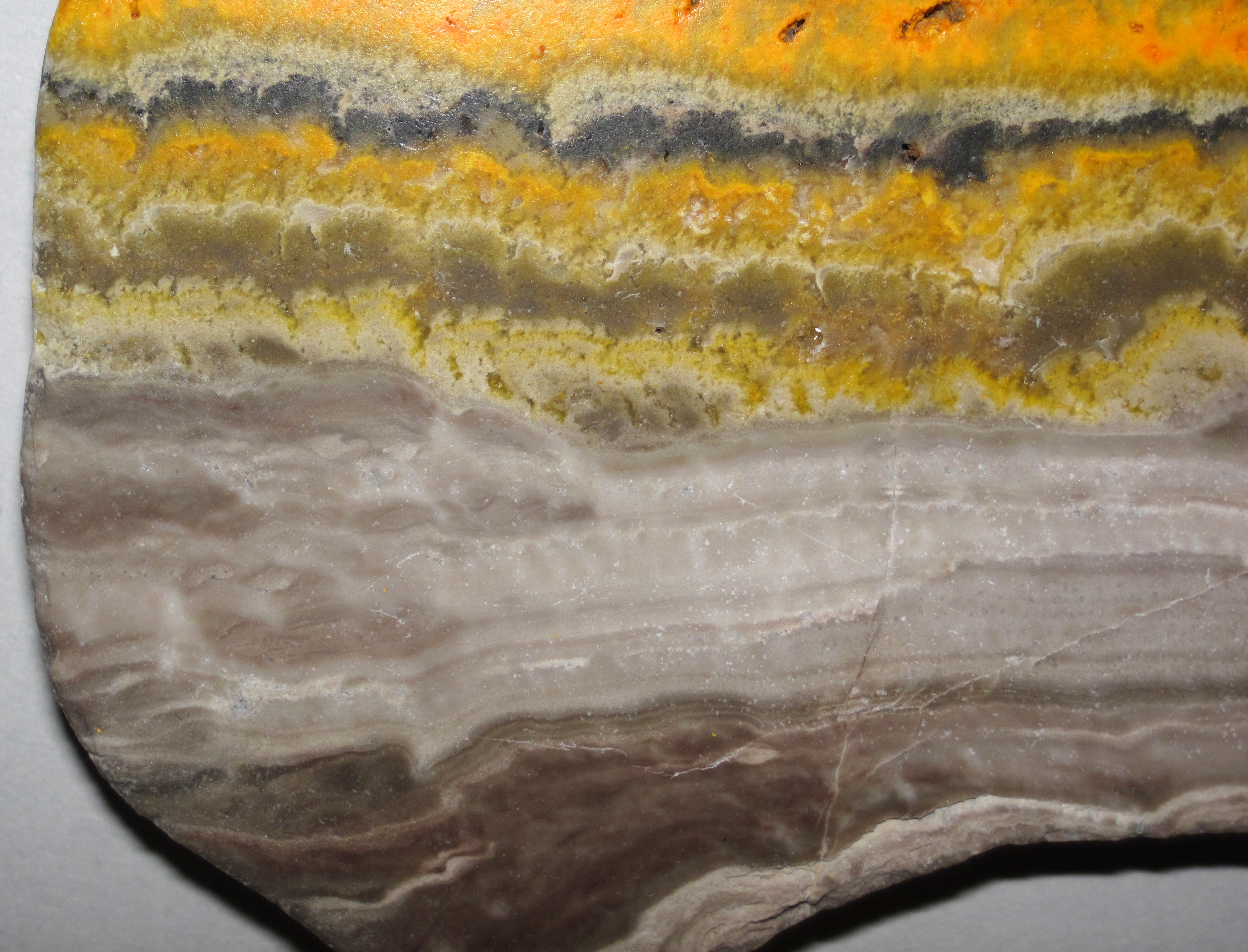 Bumblebee Jasper