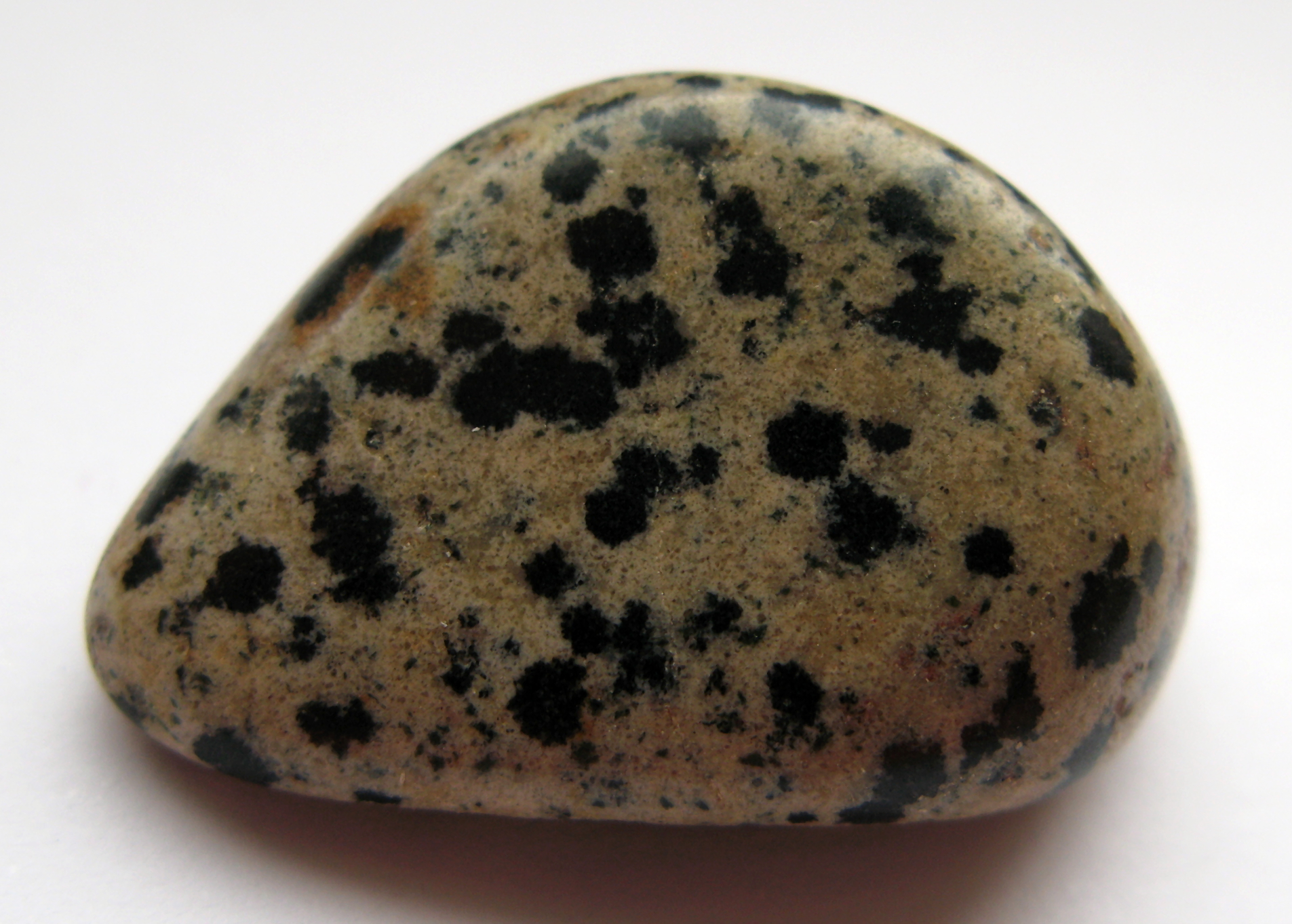 Dalmatian