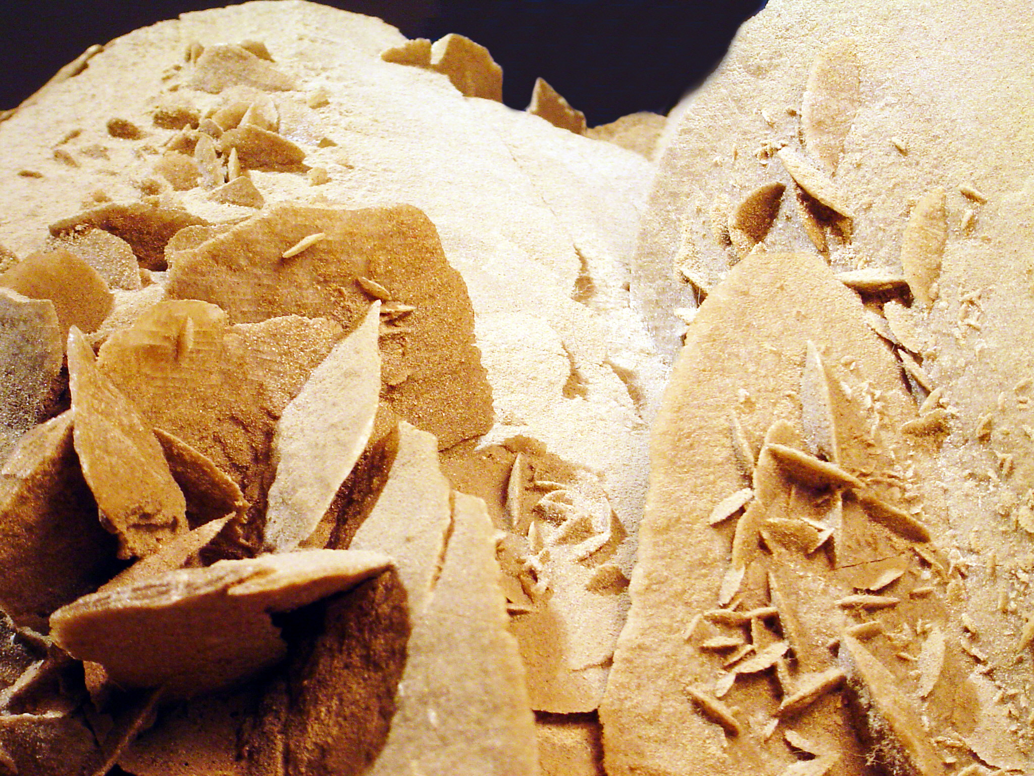 Desert Rose