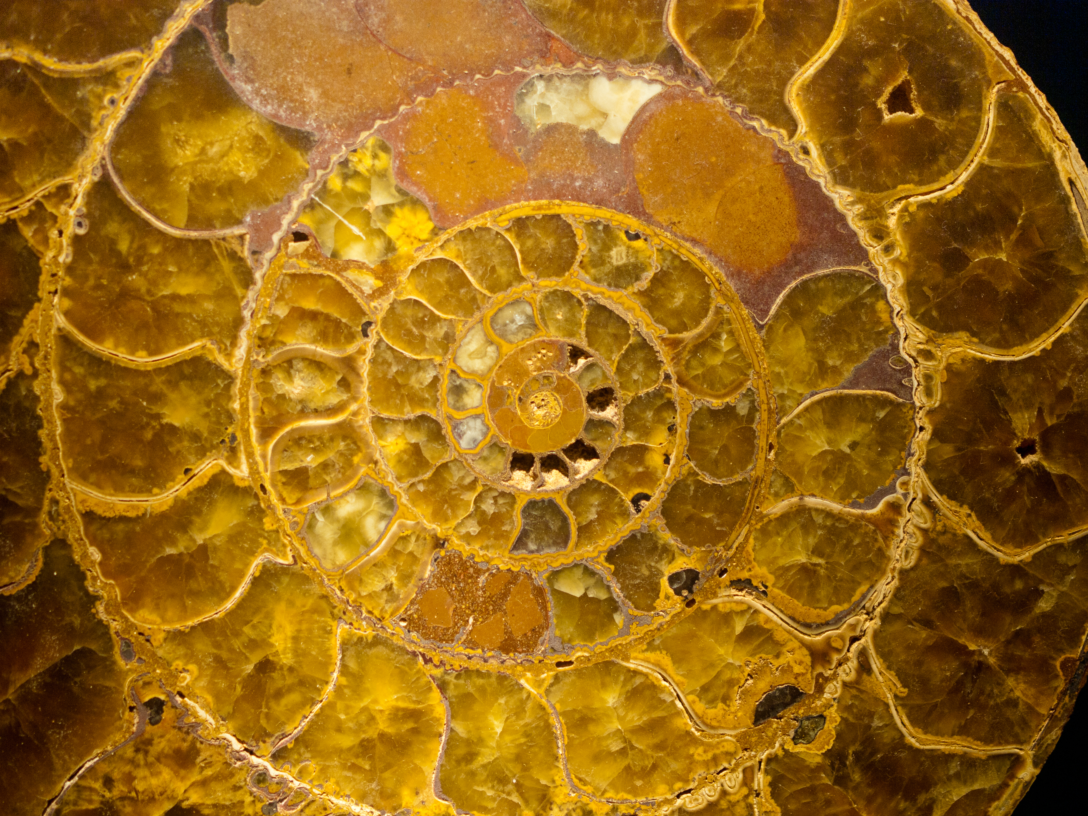 Fossil Ammonite